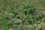 Field pumpkin